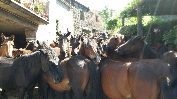 España Directo - Sabucedo celebra a rapa das bestas