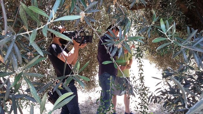 España Directo - El reto de Sergio: Tallos de Martos