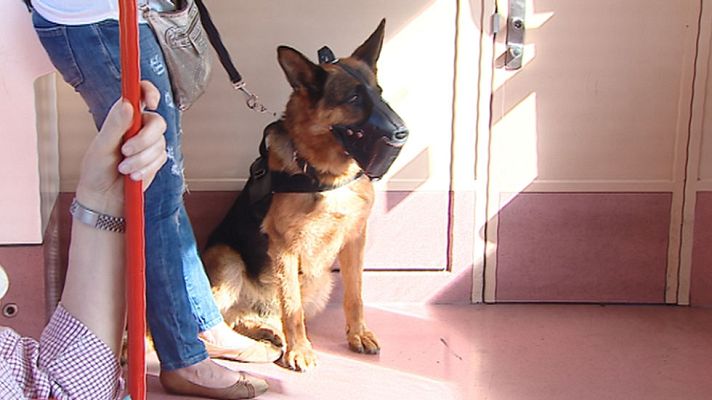 Telediario 1 - Los perros pueden viajar a partir de este 6 de julio en el Metro de Madrid