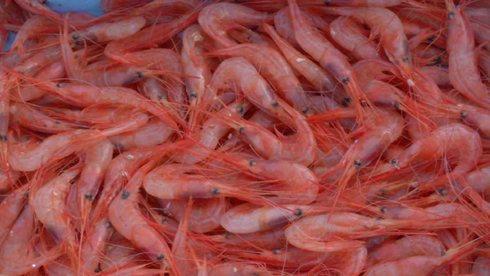 Quisquillas, sabor del Mediterráneo