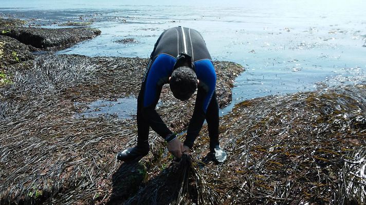 España Directo - Espaguetis de mar