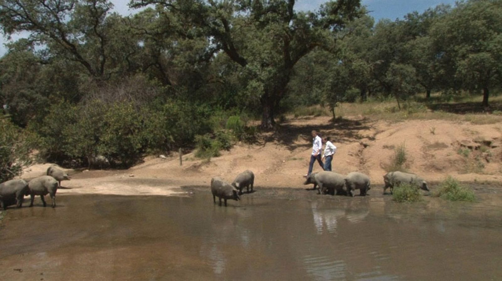 Comando actualidad - La despensa de las estrellas - Cerdo ibérico