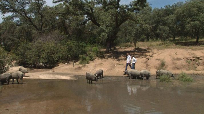 Comando Actualidad - La despensa de las estrellas - Cerdo ibérico
