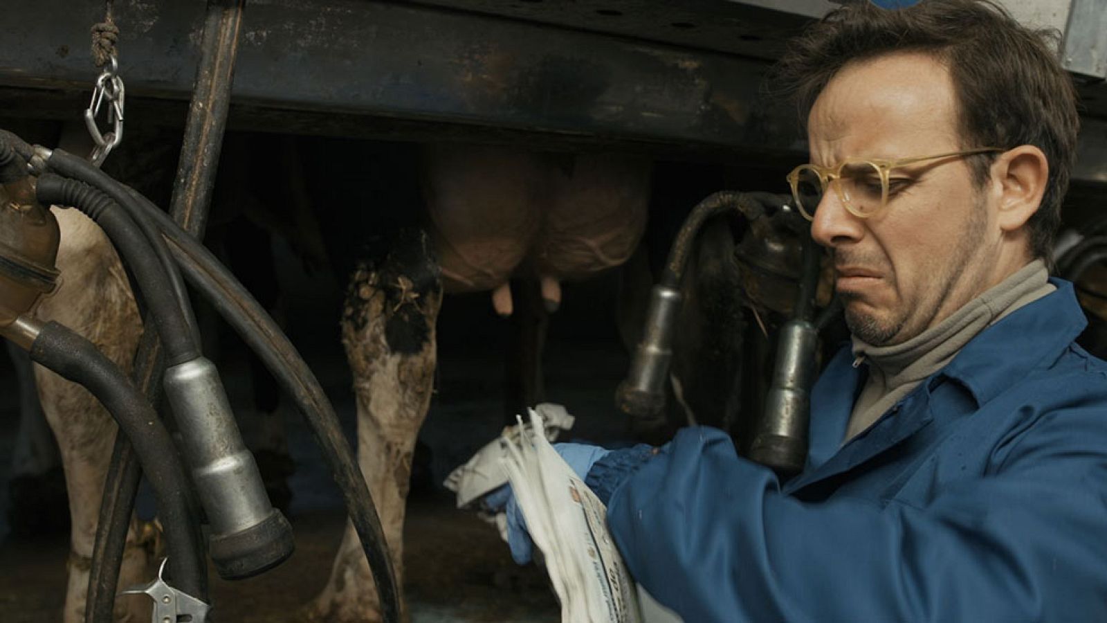 Trabajo Temporal - Ángel Llàcer insemina una vaca