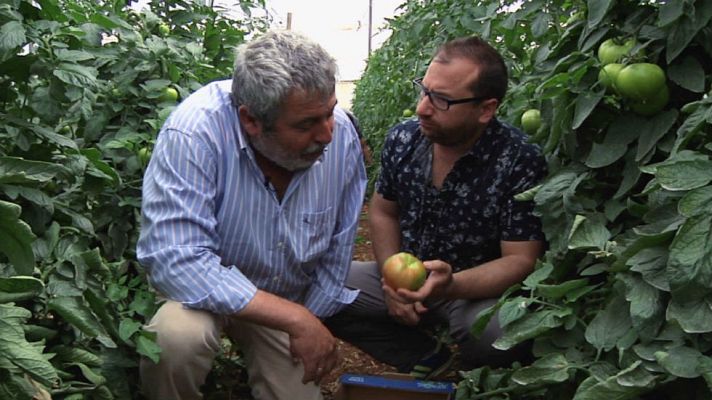 Aquí la Tierra - Este tomate quiere mimos
