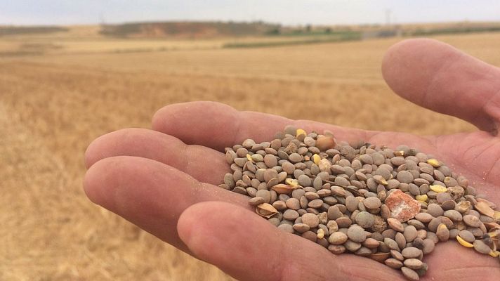 España Directo - Recogemos lentejas pardinas