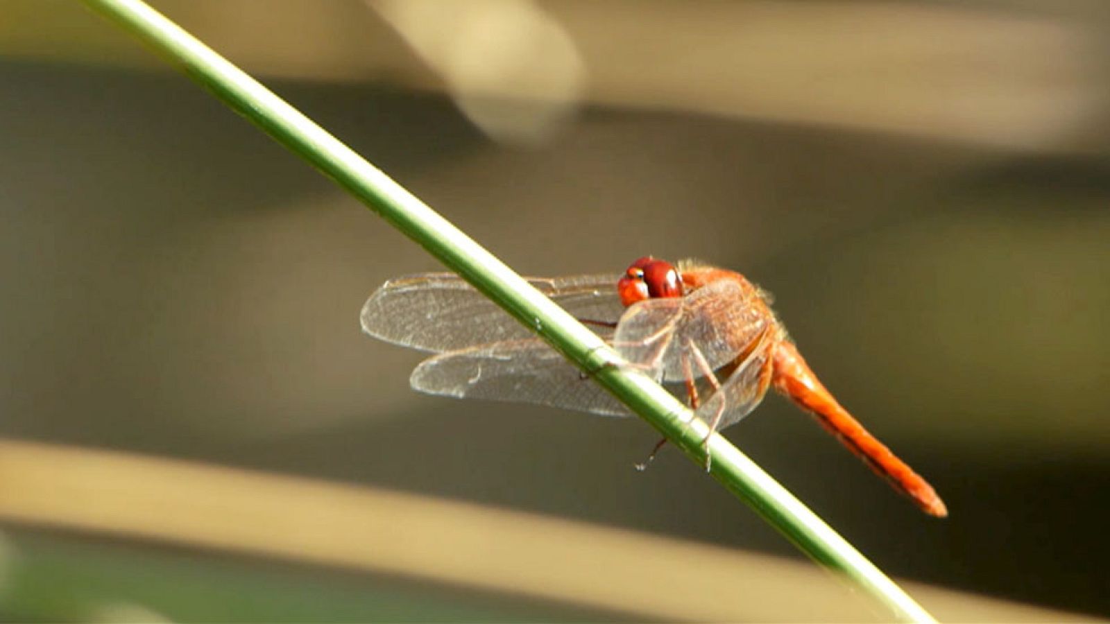Red Natura 2000 - Biodiversidad - Avance