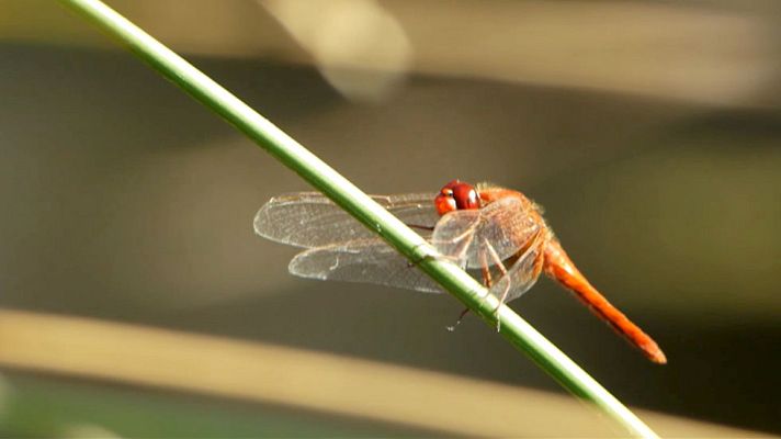 Red Natura 2000 - Biodiversidad - Avance