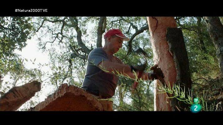 Red Natura 2000 - Serra d'Espadà: el alcornoque