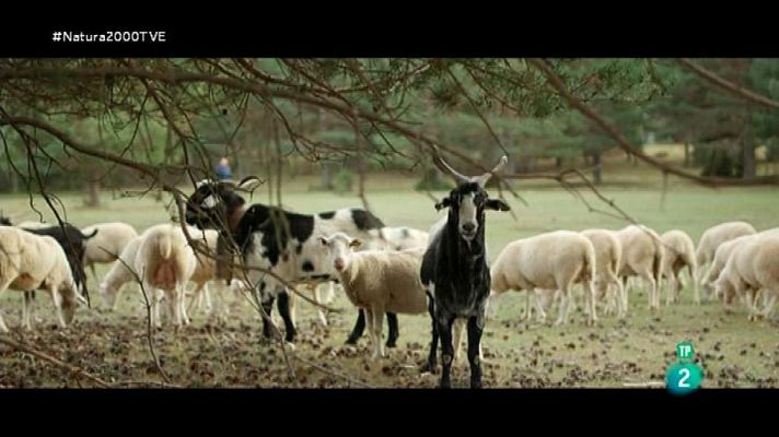 Red Natura 2000 - Alto Tajo y Muela de San Juan: Javier Martínez