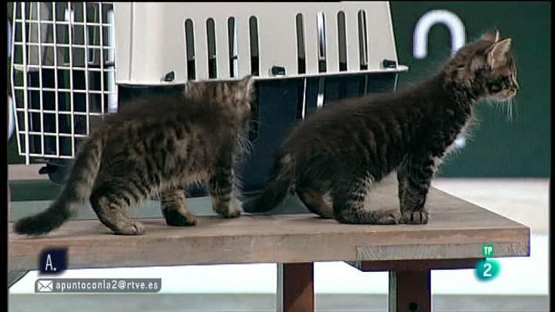 A punto con La2 - Animales en casa - Transportar gatos