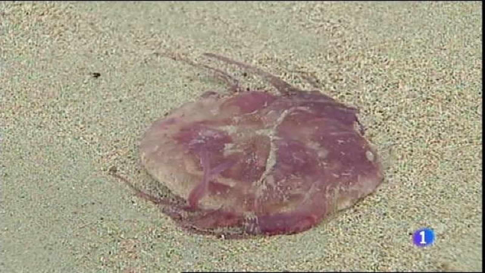 Una xarxa contra les meduses