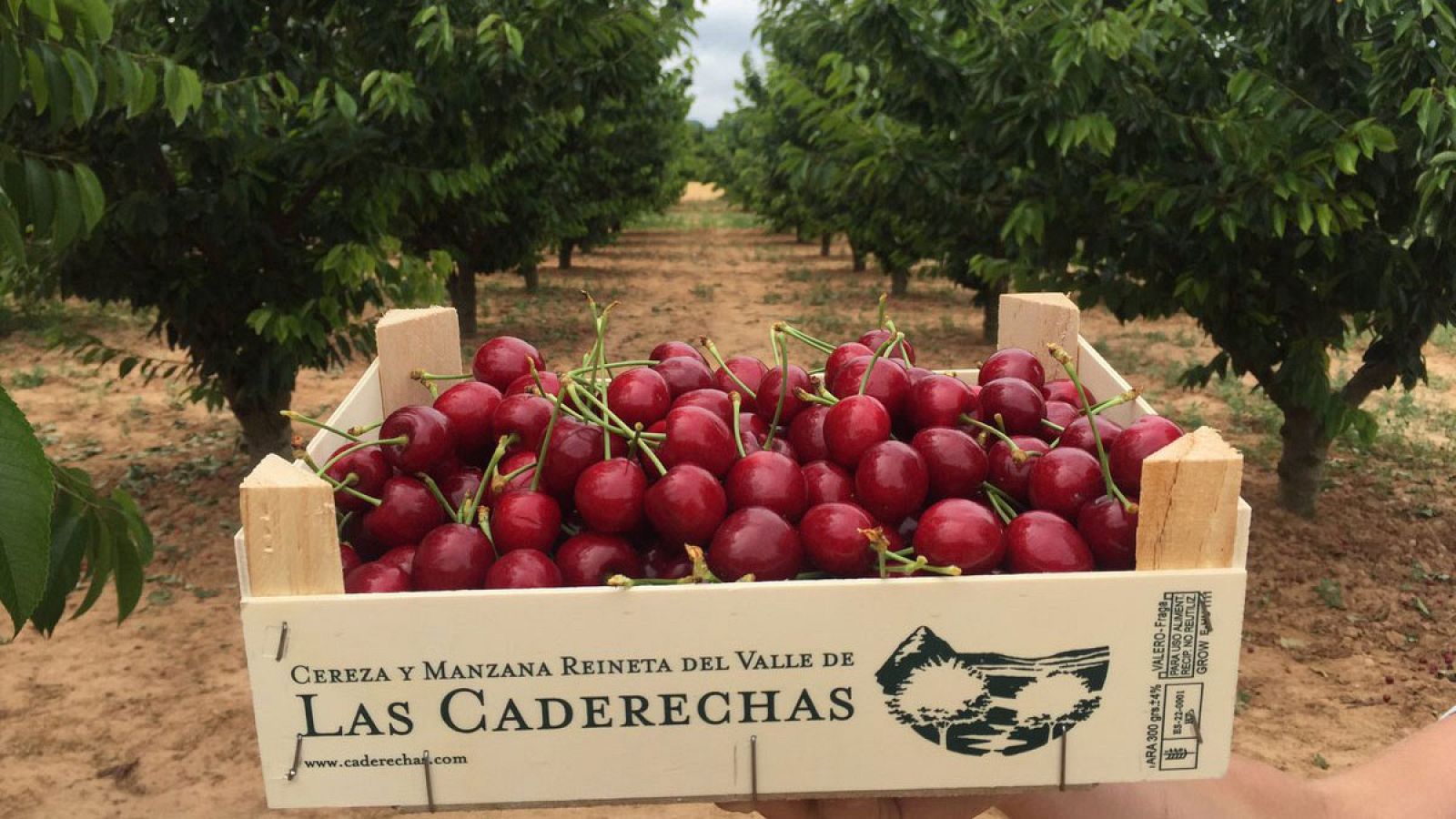 Cerezos tardíos en el Valle de Caderechas