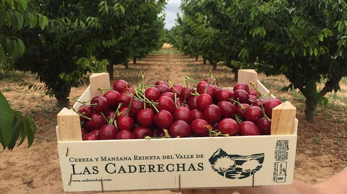 España Directo - Cerezos tardíos en el Valle de Caderechas