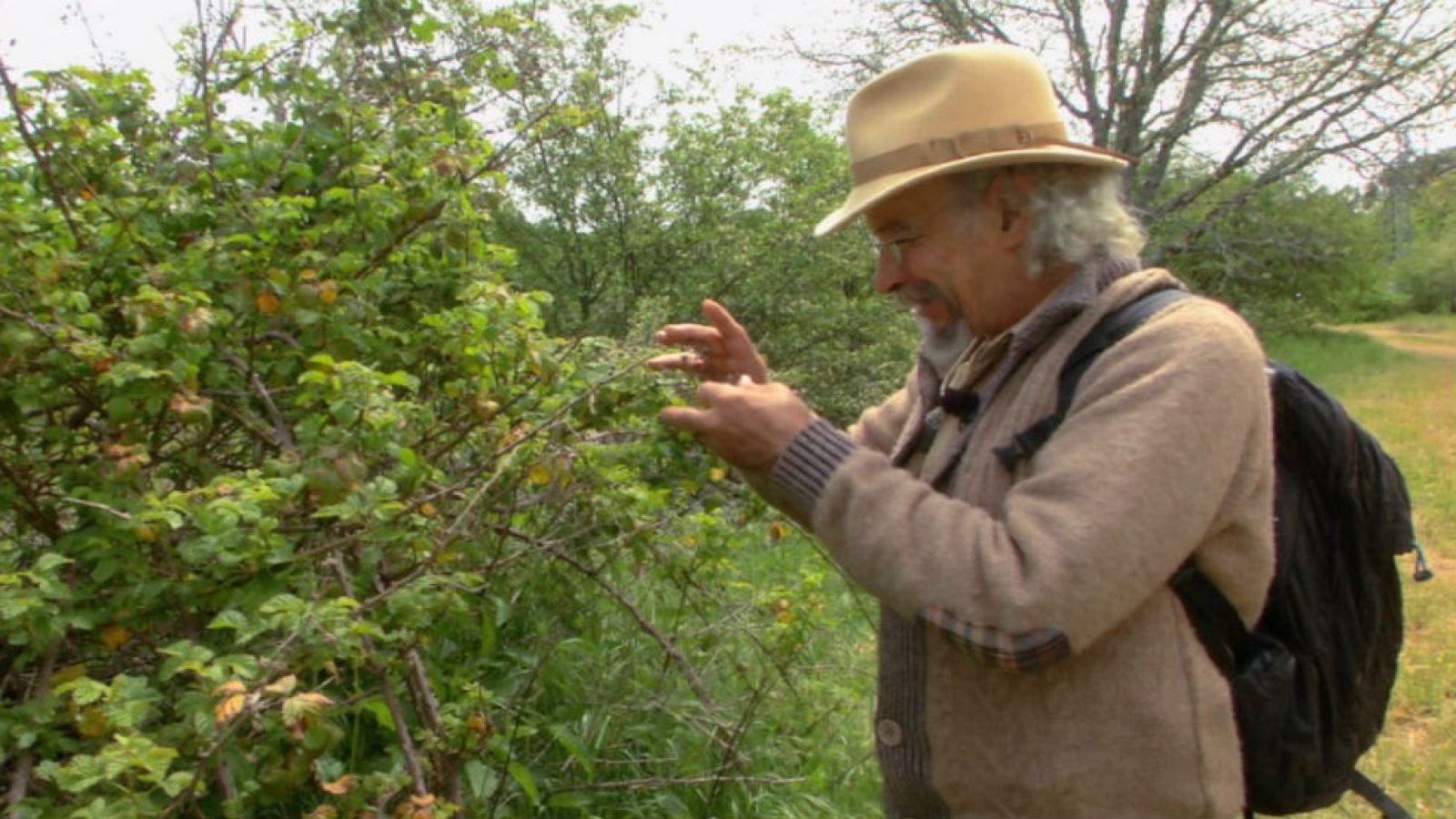 Qué tiene la zarzamora