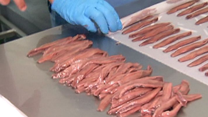 España Directo - Fabricando anchoas
