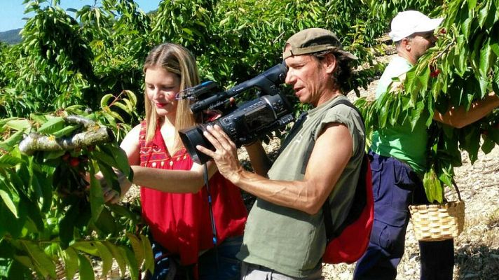 Aquí la Tierra - Recogemos cerezas navarras