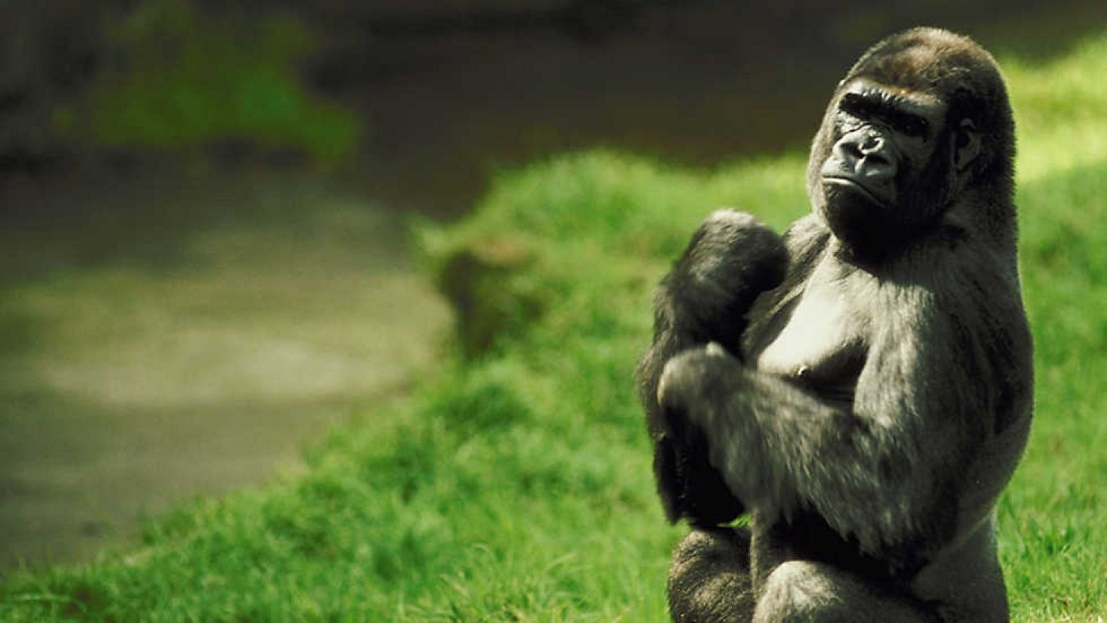 Grandes documentales - Los espíritus del Congo - ver ahora