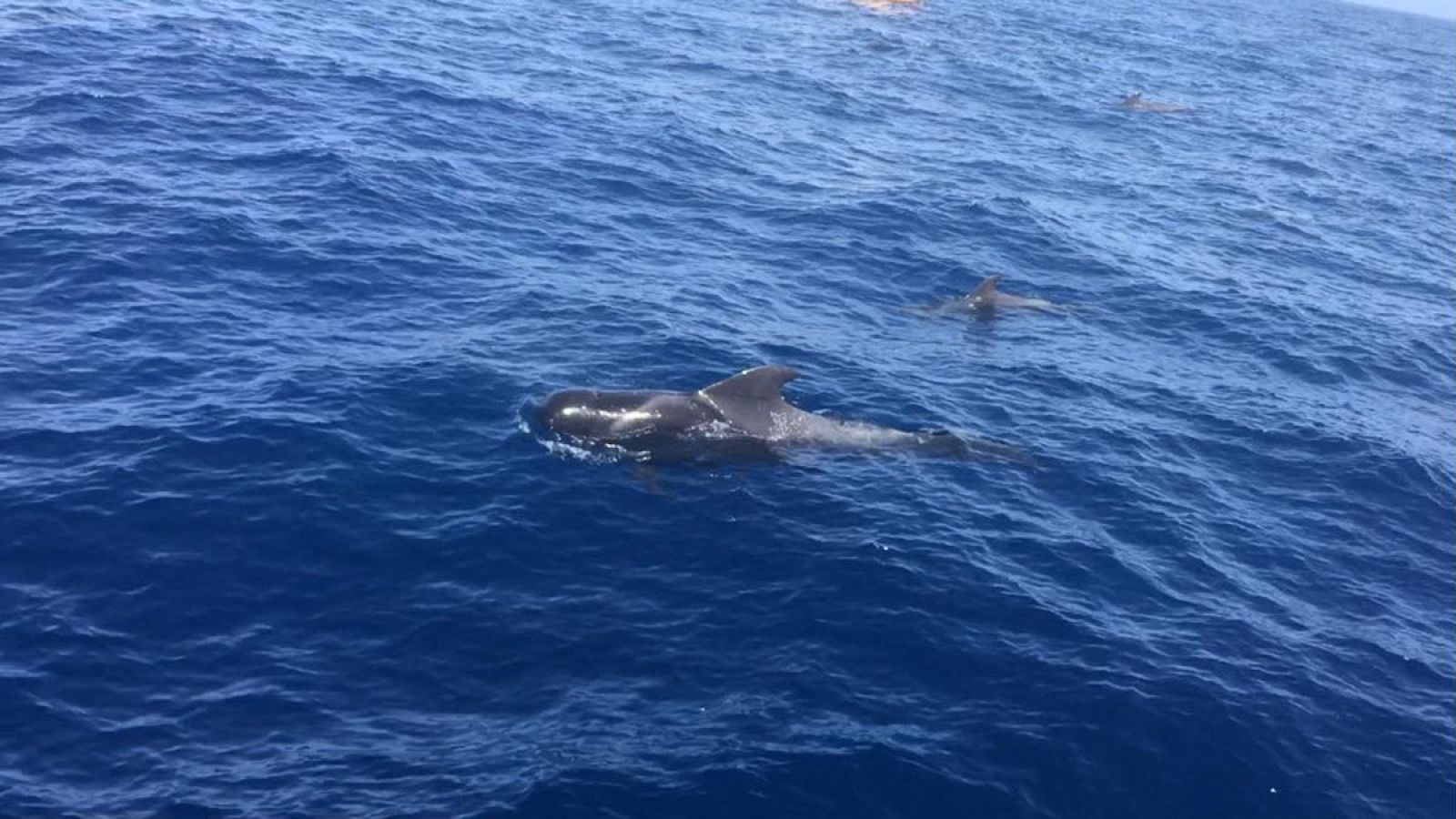 En catamarán por Los Gigantes