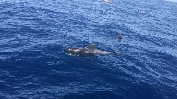 España Directo - En catamarán por Los Gigantes