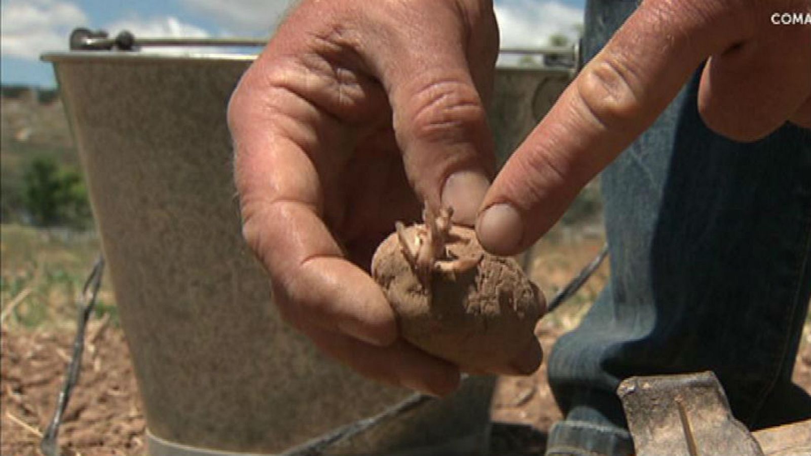 Sembrar patatas tiene sus trucos