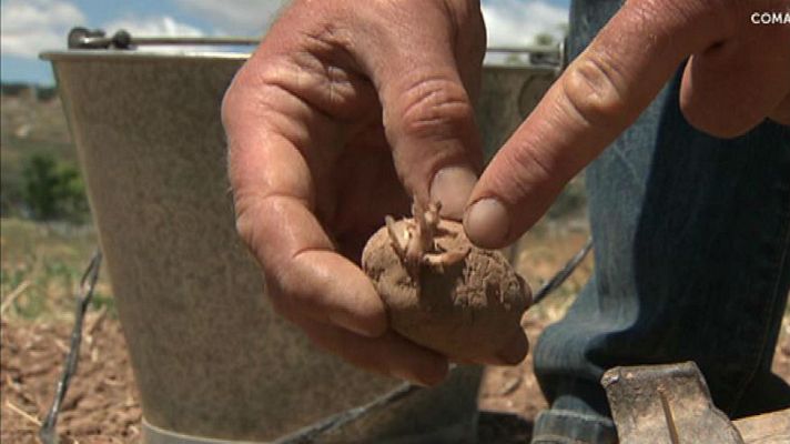 Aquí la Tierra - Sembrar patatas tiene sus trucos