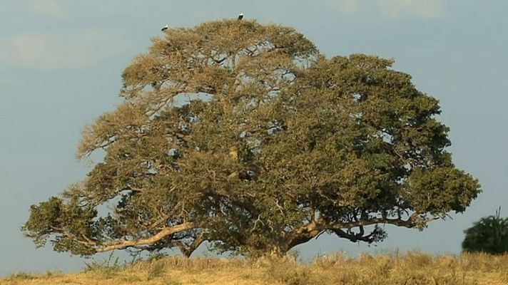 Grandes documentales - El árbol del león