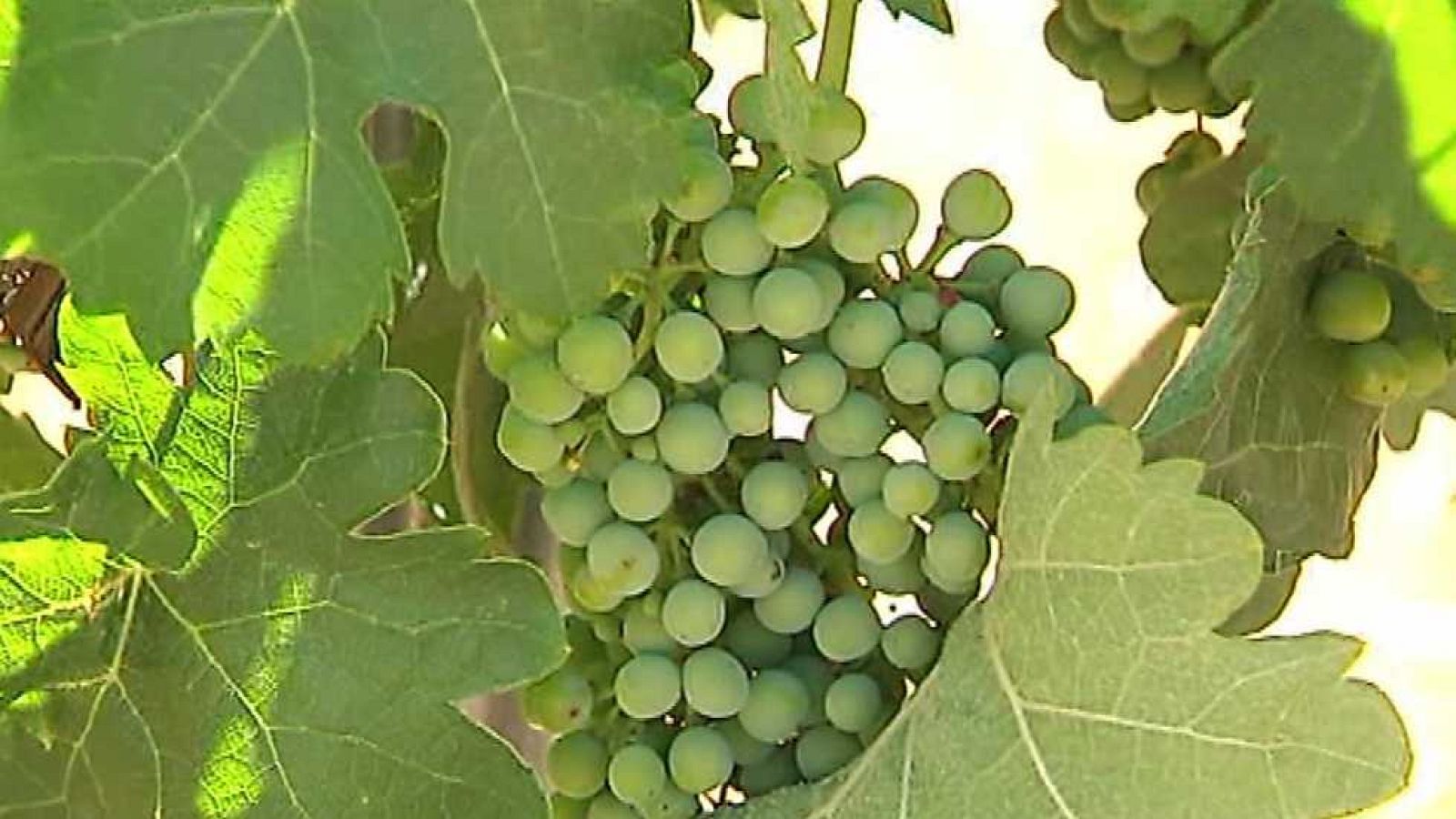 Agrosfera - 16/07/16 - ver ahora