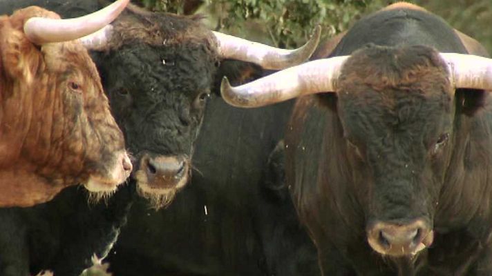 Encastes - Vazqueña