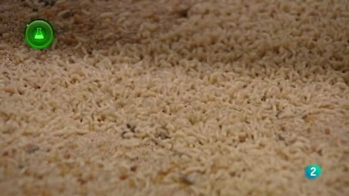 Agrosfera - Agrosfera - Laboratorio de ideas - Mosca de la fruta