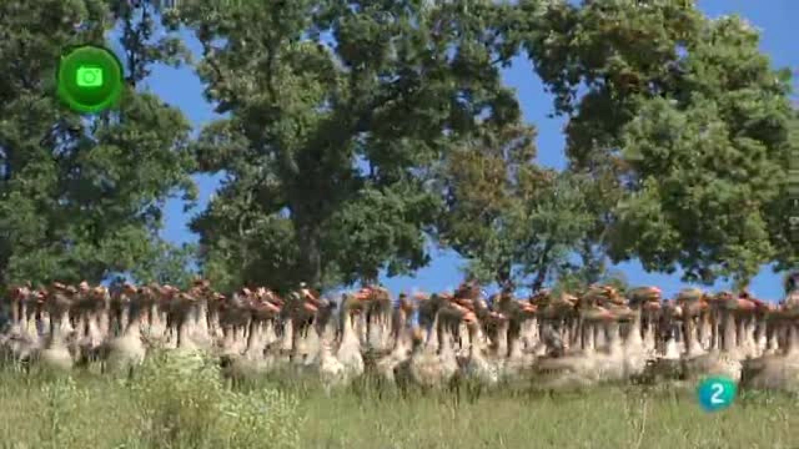 Agrosfera - En clave rural - Piedrahíta