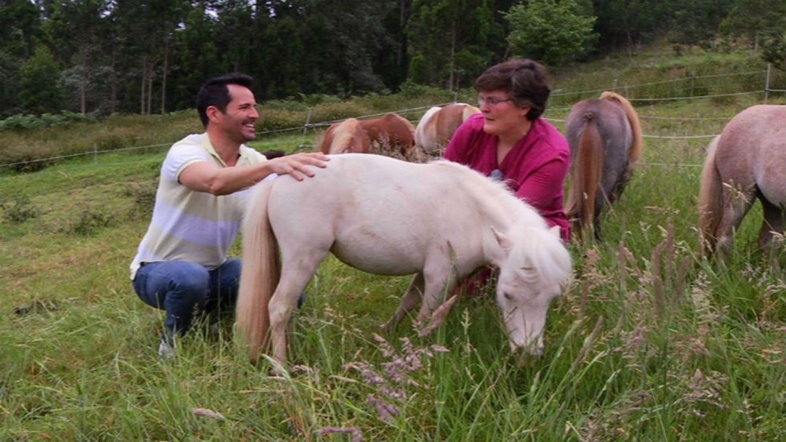 Unos caballos en miniatura