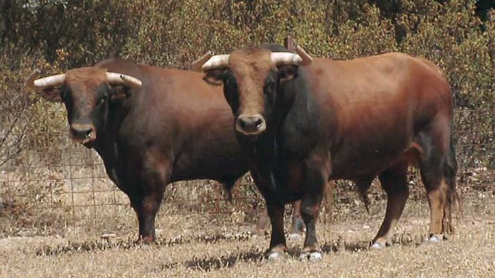 Encastes - Alcurrucén y Torrestrella