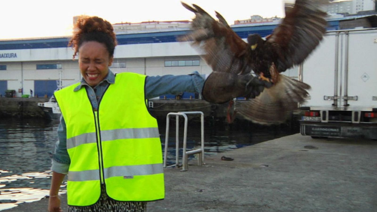 ¿Qué hace un halcón en el puerto de Vigo?