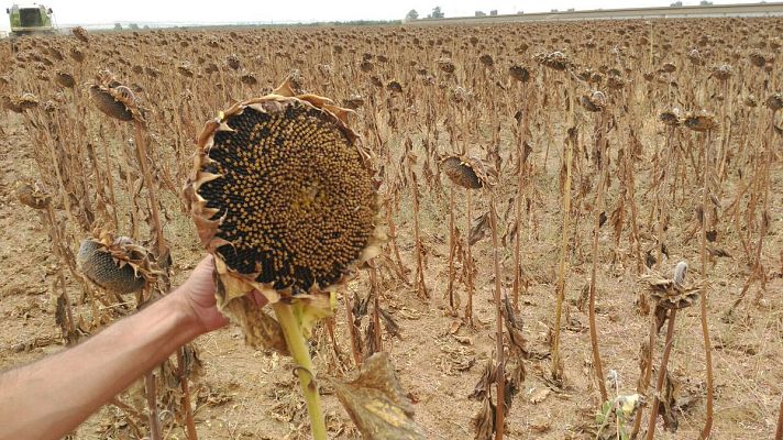 España Directo - El cultivo de los girasoles