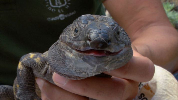 Aquí la Tierra - El lagarto gigante de El Hierro