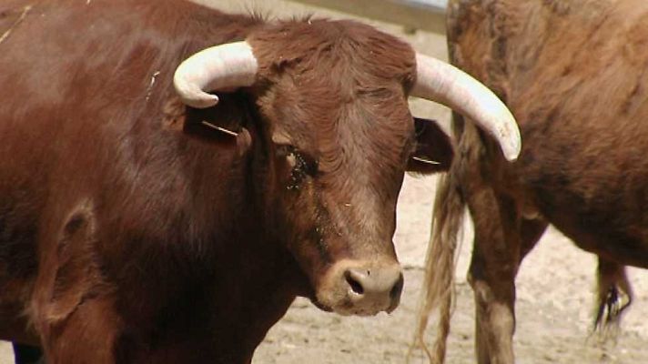 Encastes - Casta Jijona y Casta Navarra