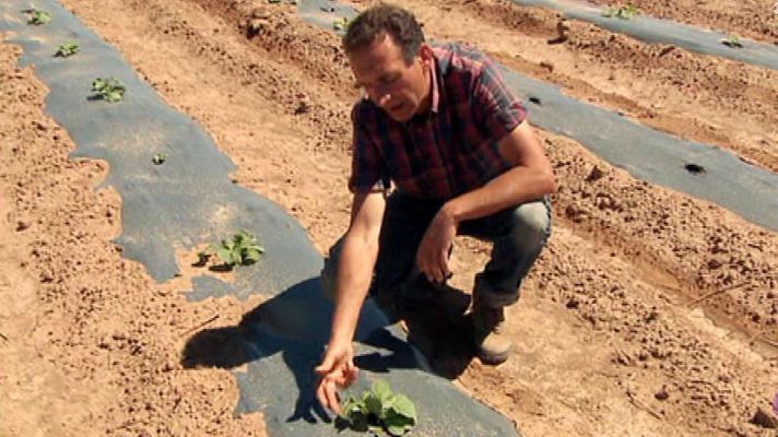 Aquí la Tierra - En verano ¡nos dan calabazas!