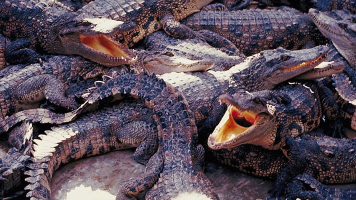 Grandes documentales - El verdadero club de la lucha