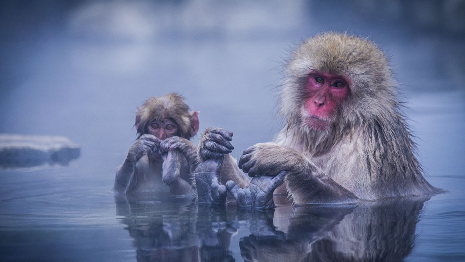 El documental - Japón en estado puro - ver ahora