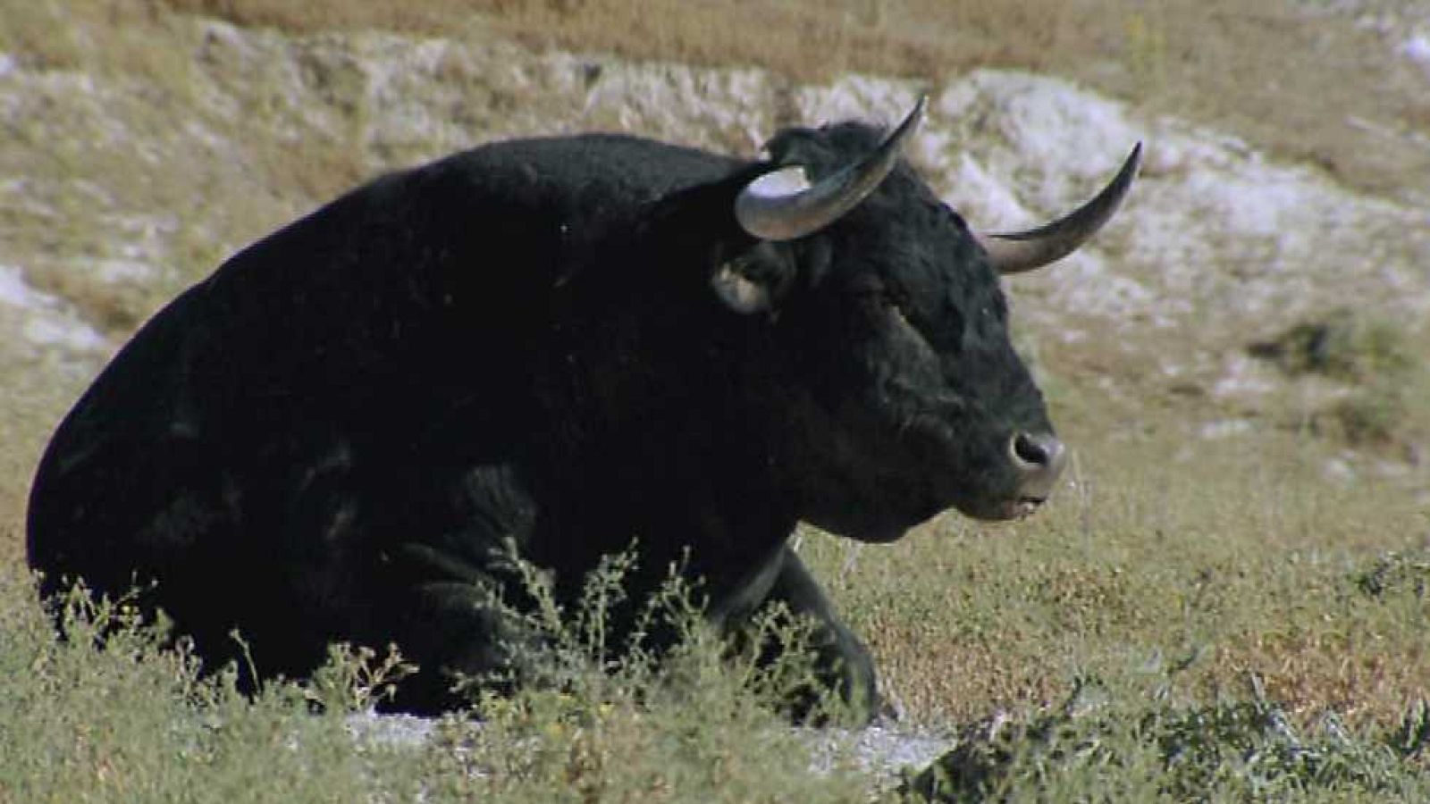 Encastes - Murube - ver ahora