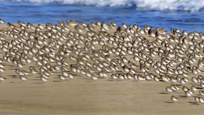Red Natura 2000 - Turismo ornitológico en la Albufera de Valencia - Avance