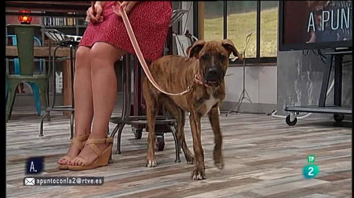 A punto con La 2 - La dominancia en perros