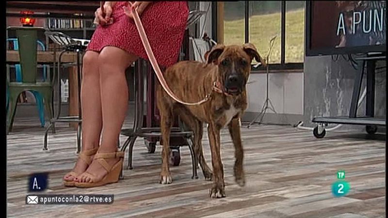 A punto con La 2 - Animales en casa - La dominancia en perros