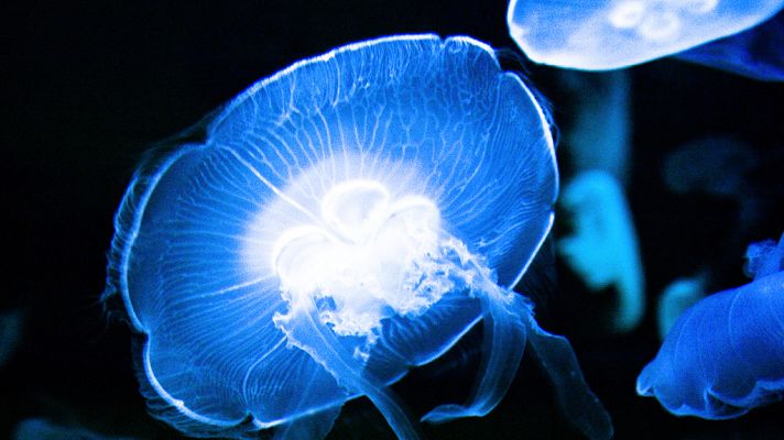 Grandes documentales - Criaturas de la luz