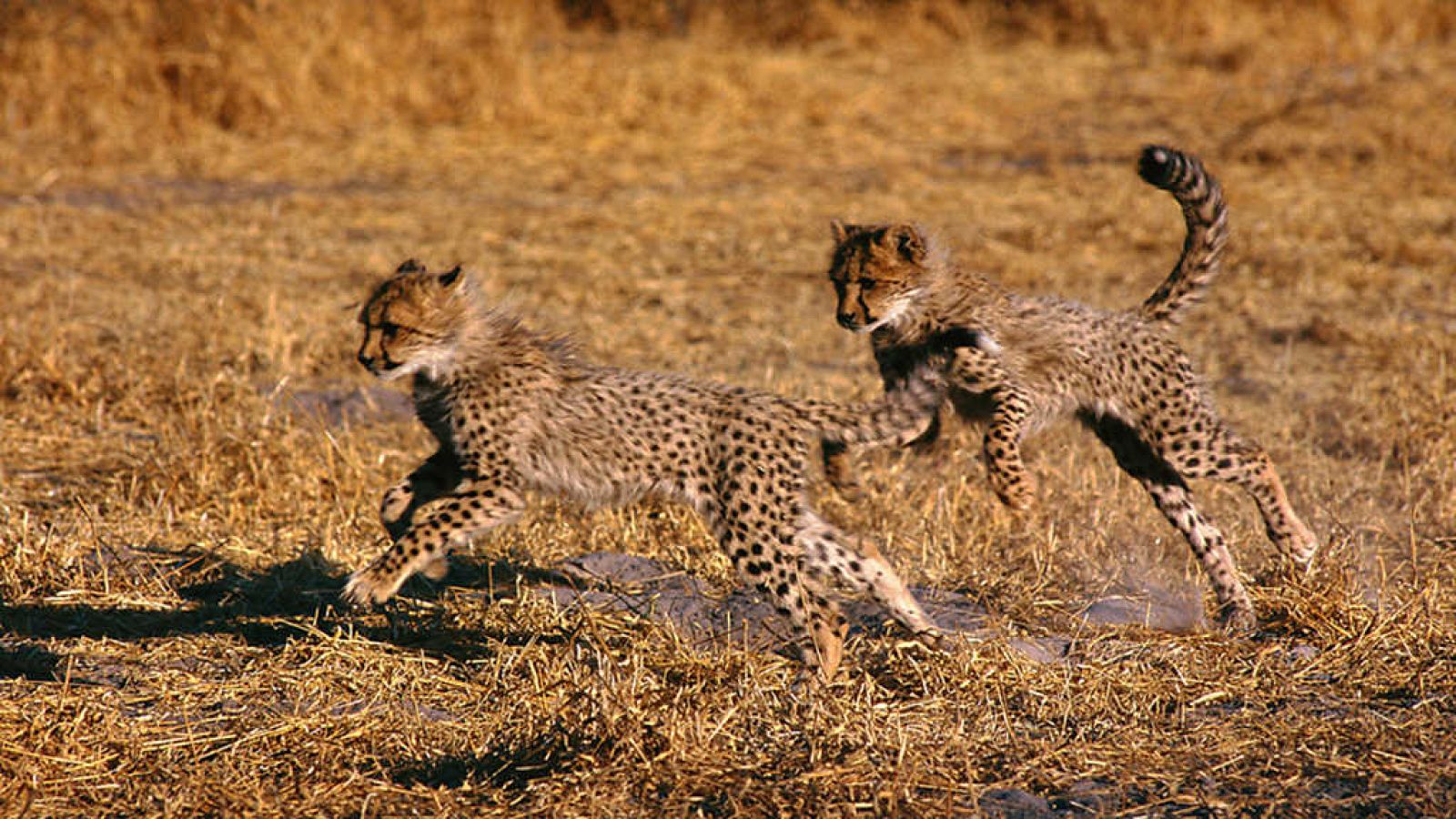Grandes documentales - Vida salvaje. El Serengueti, la gran aventura africana - ver ahora