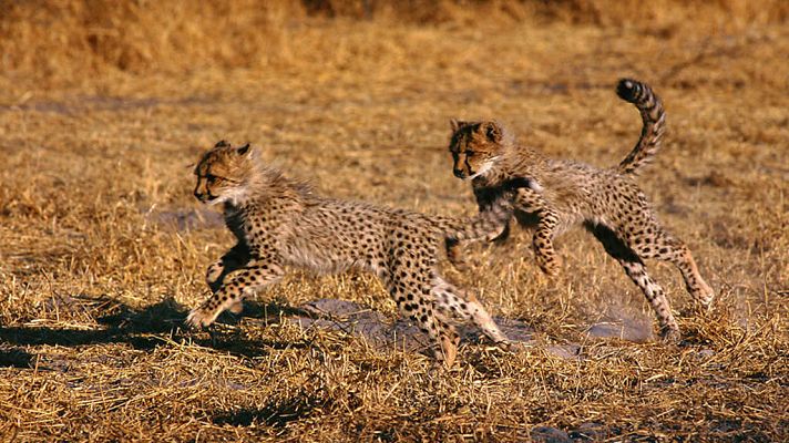 Grandes documentales - Vida salvaje. El Serengueti, la gran aventura africana