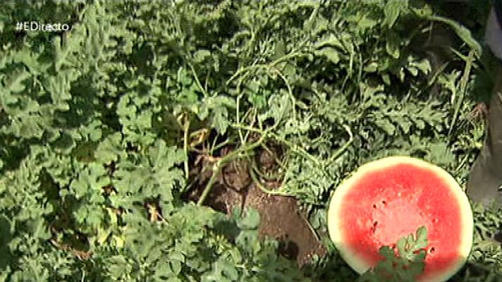 España Directo - Sandías de Lanzahita