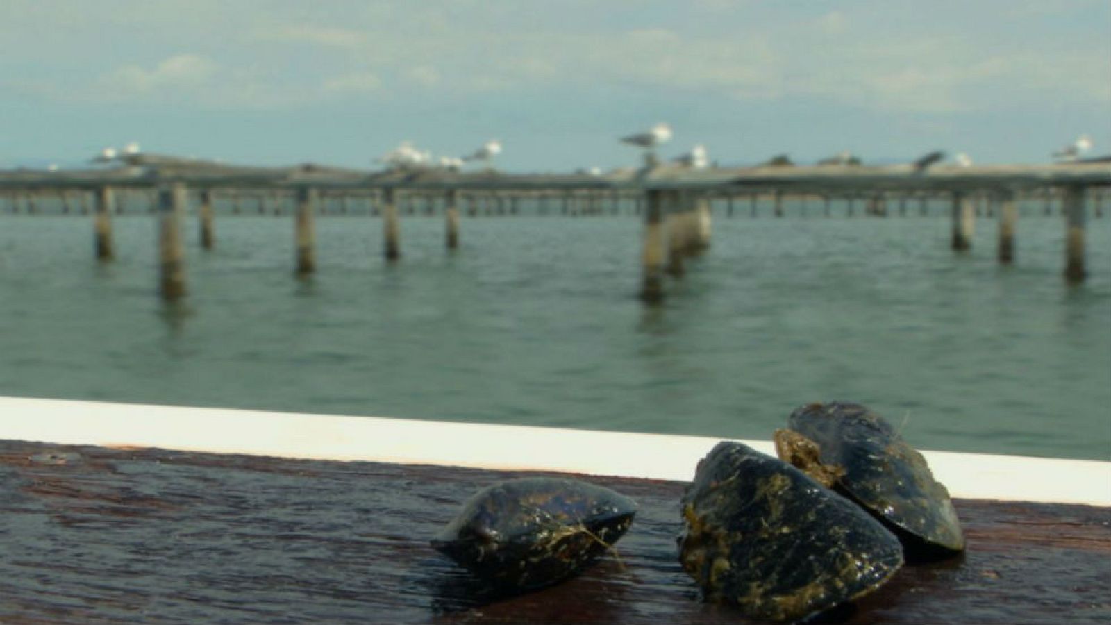 ¡300 kilos de mejillones no son nada!