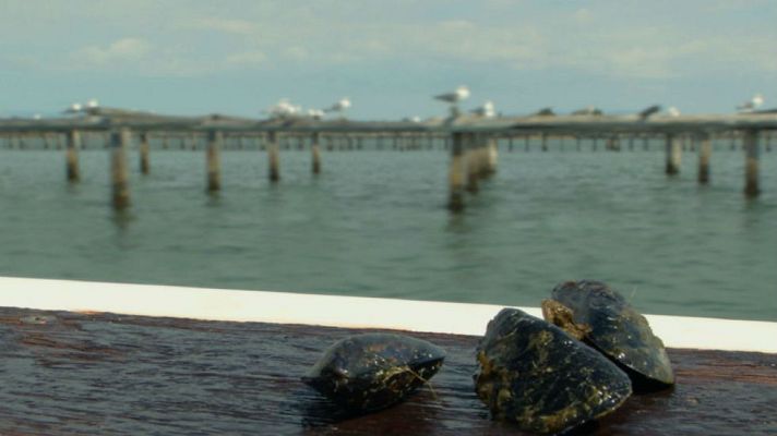 Aquí la Tierra - ¡300 kilos de mejillones no son nada!